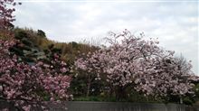 朝帰りです。