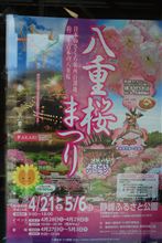 (*^。^*)夜桜は・・・２７日から(*^^)v
