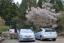 文部省(ー_ー)!!・・・”大戸の桜”