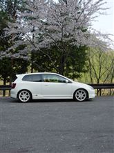 桜・・・