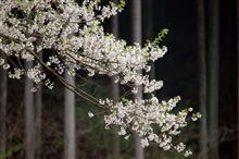 淡墨桜