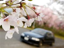桜とシビックヾ（・ω・&#180;）ﾉｼ