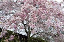 出張記　春の京都編