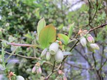 開花しました