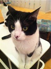 猫カフェ 猫カフェ