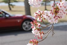 ありがとう「ＳＡＫＵＲＡ」(*^^)v来年も・・・