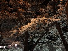 ちょっと遅いお花見