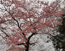 仙台の桜