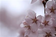 天下第一の桜撮影会（DBC高遠撮影会）