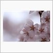 天下第一の桜撮影会（DBC高遠撮影会）