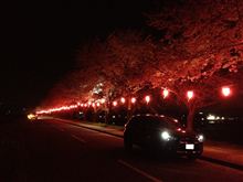 夜桜キレ～♪