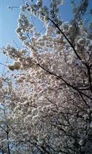 満開の桜の下で