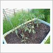 スイートトマトの苗を植える