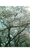 桜 桜