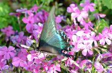 モッコウバラ・姫ウツギ・クルメツツジが満開に