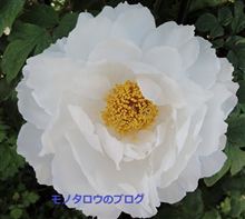タフタホワイト?! タフタホワイト?!