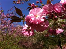 通り抜けの桜。 通り抜けの桜。