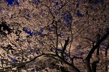 ライトアップされた桜