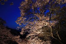 ライトアップされた桜