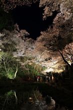 池面に映る桜