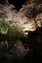 池面に映る桜
