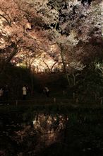 池面に映る桜
