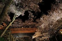 桜雲橋と桜