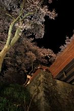 桜雲橋と桜