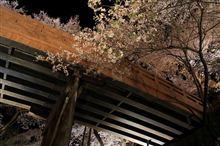 桜雲橋と桜