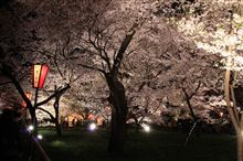 ライトアップされた桜