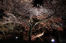ライトアップされた桜