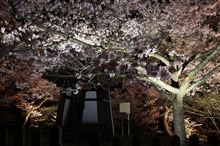 太鼓櫓と桜
