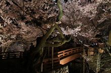 桜雲橋と桜 