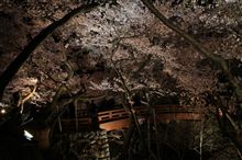 桜雲橋と桜 
