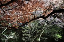 ライトアップされた桜