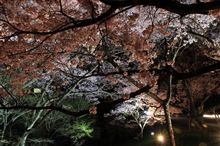 ライトアップされた桜