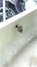 なぜそこに( ̄▽ ̄;) なぜそこに( ̄▽ ̄;)