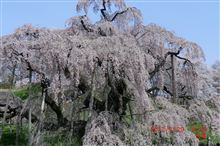 三春滝桜