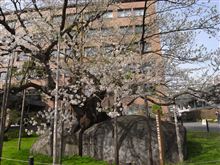 盛岡市内は今が見ごろです♪
