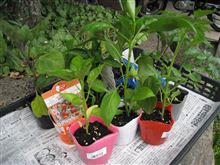夏物野菜・苗の購入と植え付け