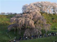 桜を追って滝桜