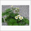 ECO☆CRZのプチ菜園～桃 ...