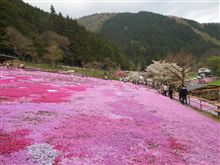 民家に咲く芝桜