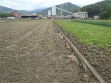 空にヒバリ　田んぼに私