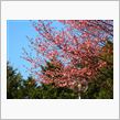 2012年5月　札幌の桜とか ...