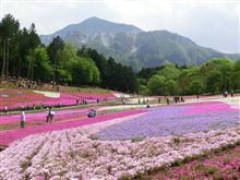 羊山公園の芝桜