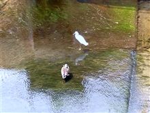 サギに逢ったカモ