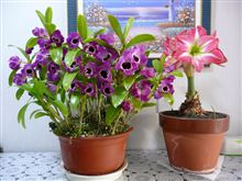デンドロデュームが開花