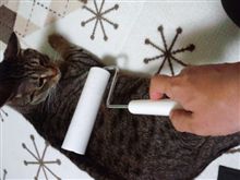 抜け毛の季節 