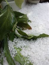 またまたヒョウ～２